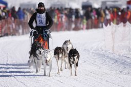 Lenk 2013